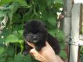 Померанский шпиц