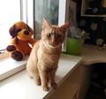 Котик рыжик ищет дом