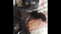 Котенок даром в заботливые руки